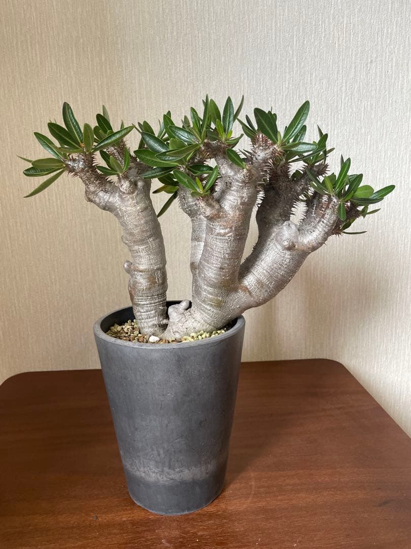 最終値下げ　パキポディウム　ブレビカリックス