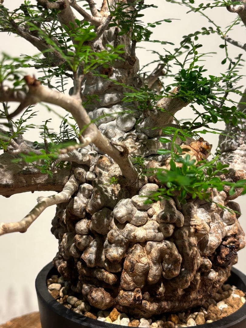 超美肌　雌株　ボコ肌　白肌　オペルクリカリア　パキプス　塊根植物