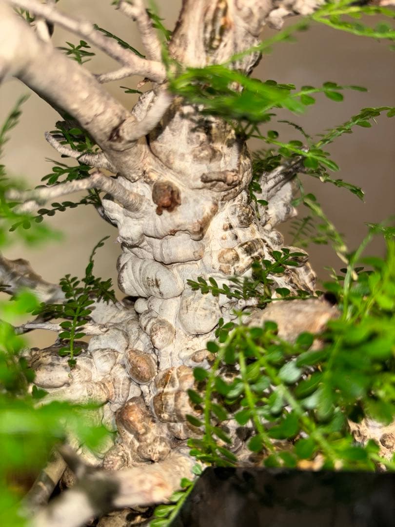 超美肌　雌株　ボコ肌　白肌　オペルクリカリア　パキプス　塊根植物