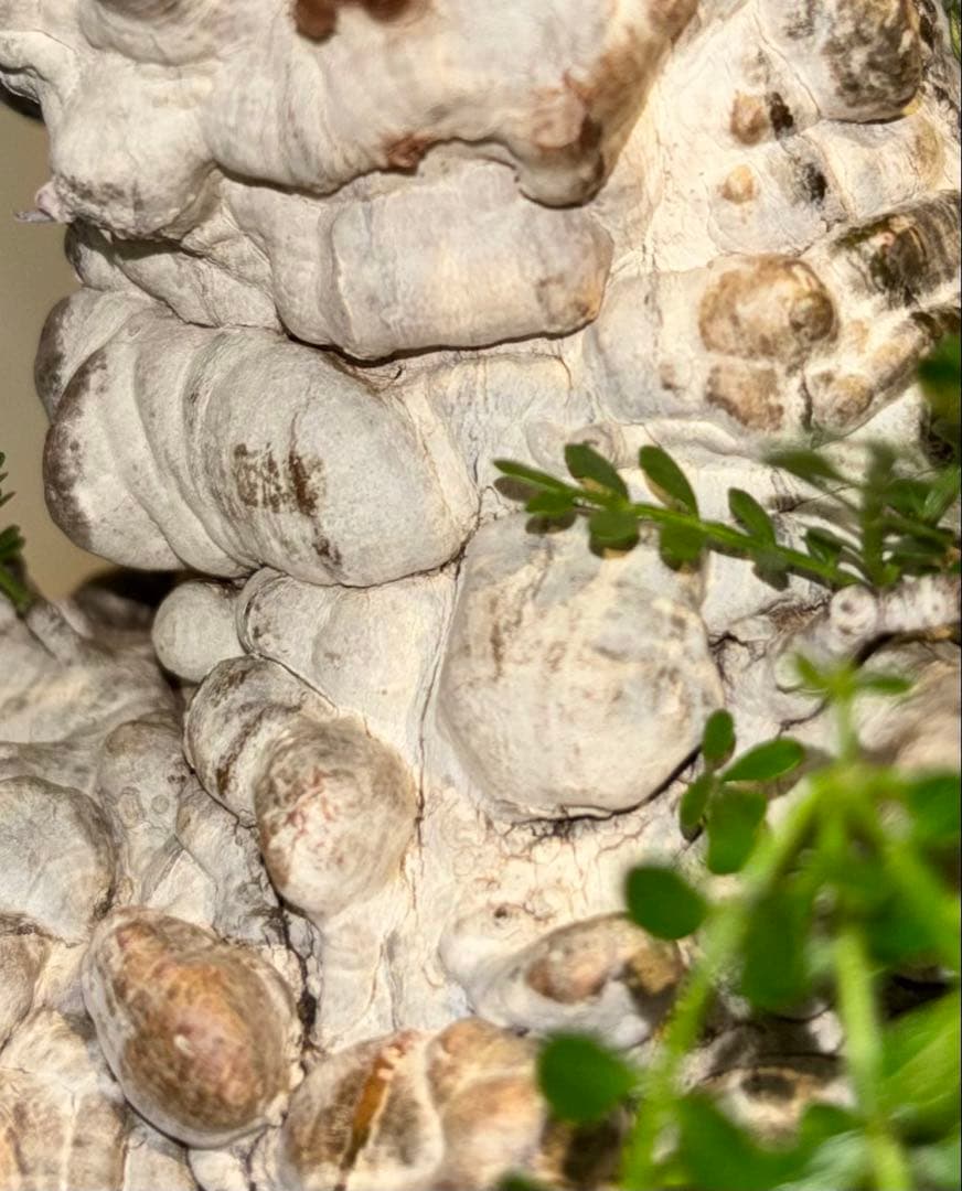 超美肌　雌株　ボコ肌　白肌　オペルクリカリア　パキプス　塊根植物