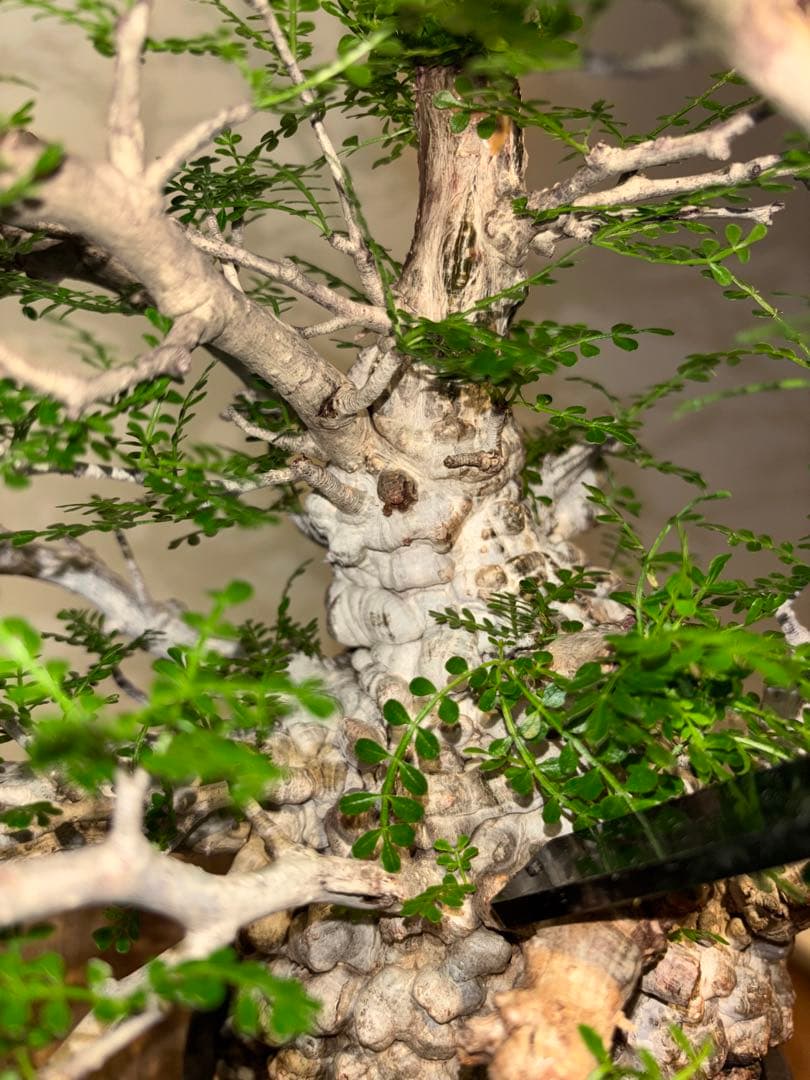 超美肌　雌株　ボコ肌　白肌　オペルクリカリア　パキプス　塊根植物