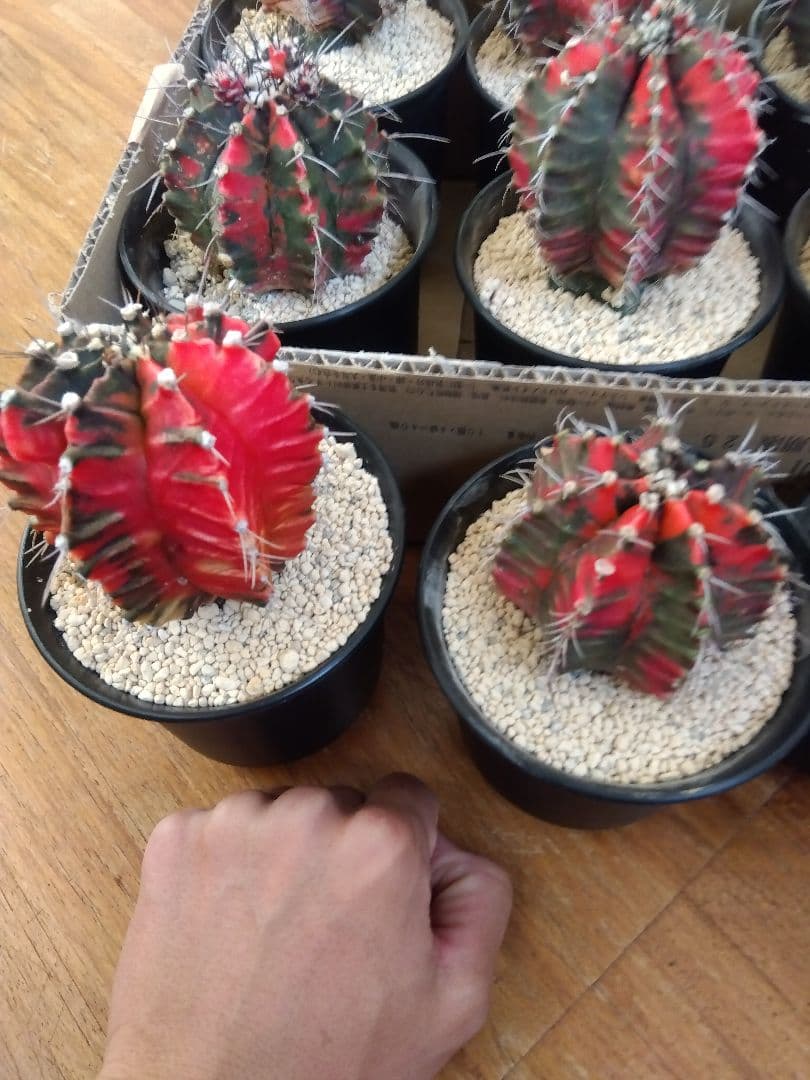 サボテン　緋牡丹錦　接木　9鉢セット❗大特価❗　①