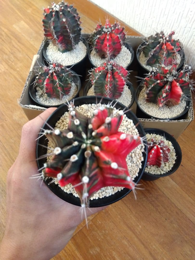 サボテン　緋牡丹錦　接木　9鉢セット❗大特価❗　①