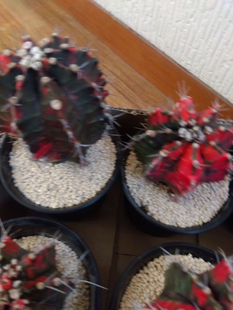 サボテン　緋牡丹錦　接木　9鉢セット❗大特価❗　①