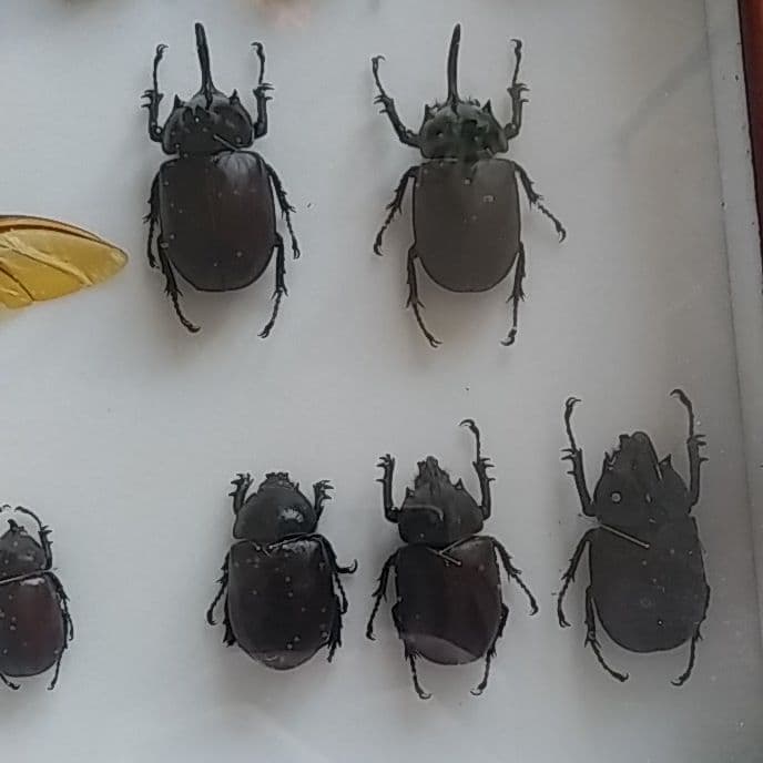 ゴホンヅノカブト系標本