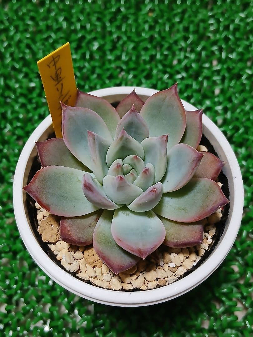 中里リンゼアナ【札付き】鉢ごと発送　メルカリ便