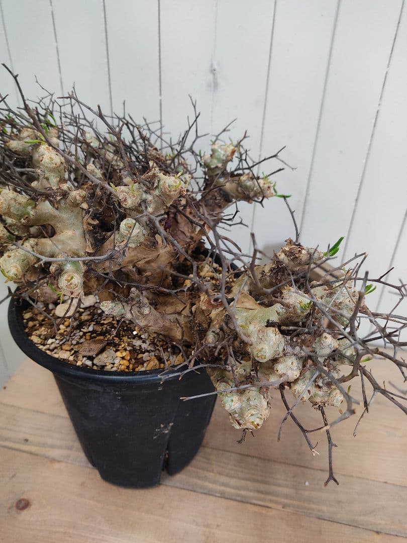 bon25ページ　Q008、H024チレコドン レティキュラータス 万物想