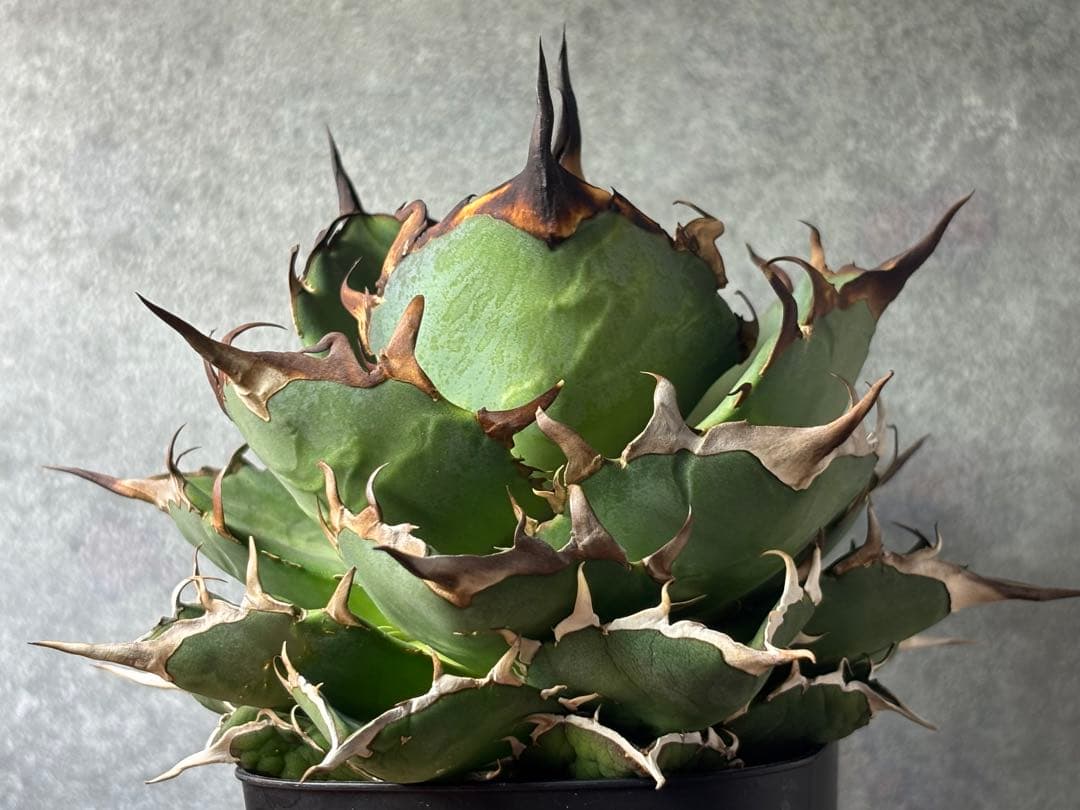 ドラゴンアガベ産　陽炎ハデス　親株　コレクション株　タグ・鉢付き発送