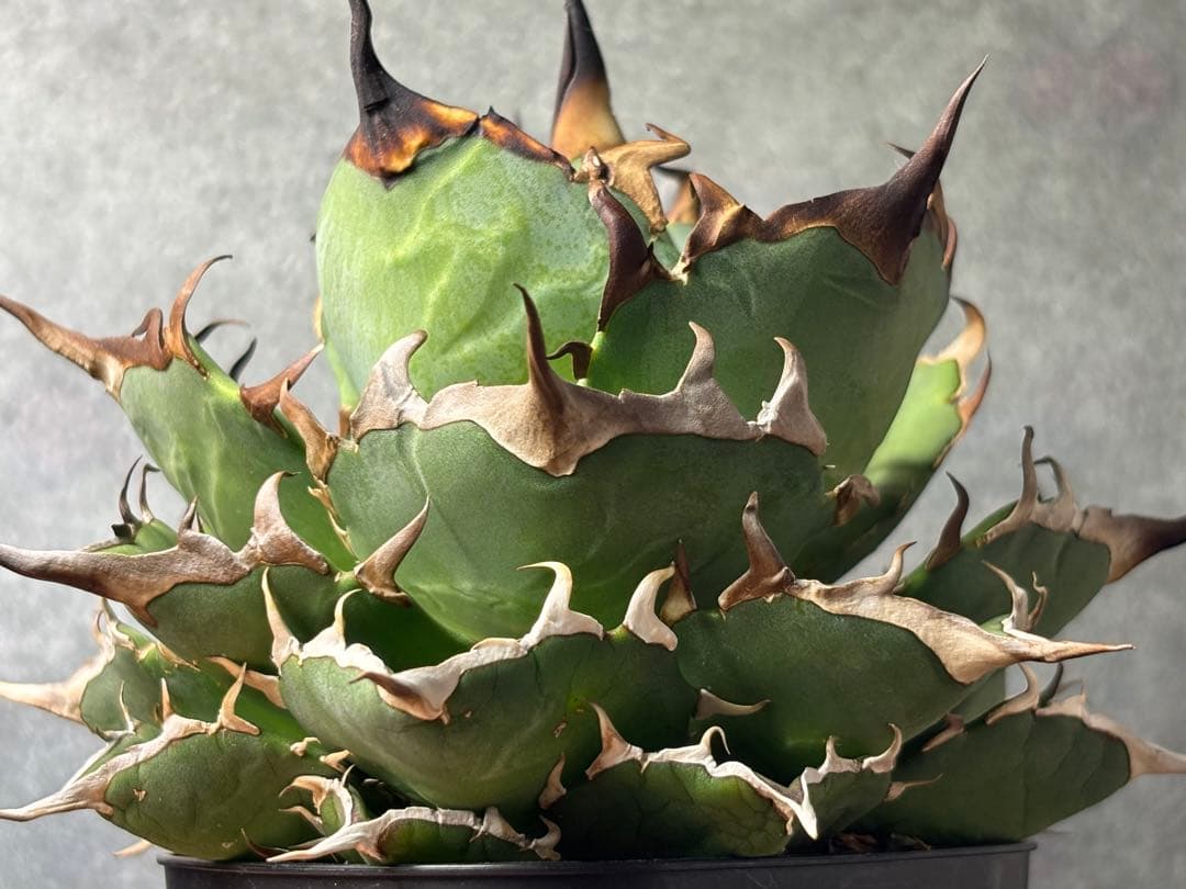 ドラゴンアガベ産　陽炎ハデス　親株　コレクション株　タグ・鉢付き発送