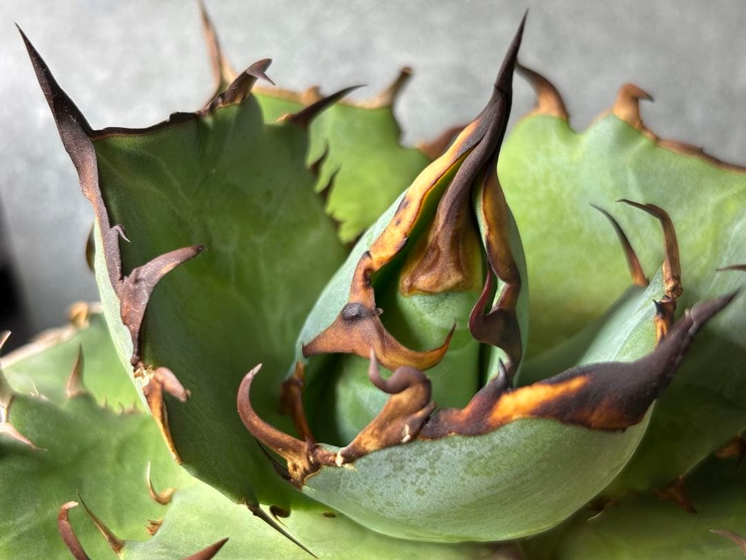 ドラゴンアガベ産　陽炎ハデス　親株　コレクション株　タグ・鉢付き発送