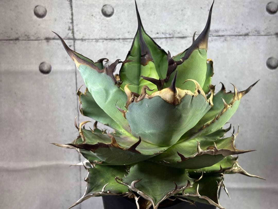 ドラゴンアガベ産　陽炎ハデス　親株　コレクション株　タグ・鉢付き発送