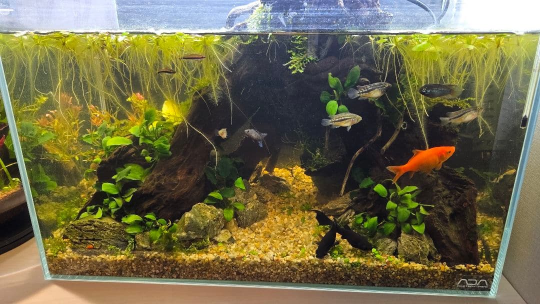 【都内直接引渡】豪華ADA 45cm水槽フルセット アクアスカイ/青華石10数点