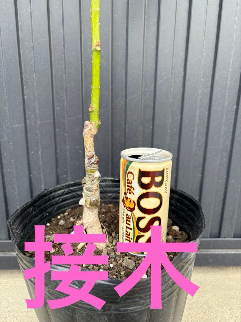 ◆タイサンボク　リトルジェム◆接木◆シンボルツリー◆