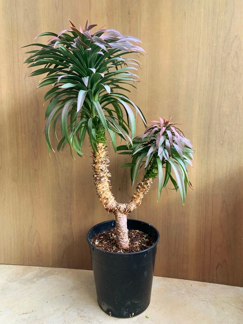 アカちゃん　　　　ユッカ・ディスメチアーナ　コンパクタ　枝分かれ