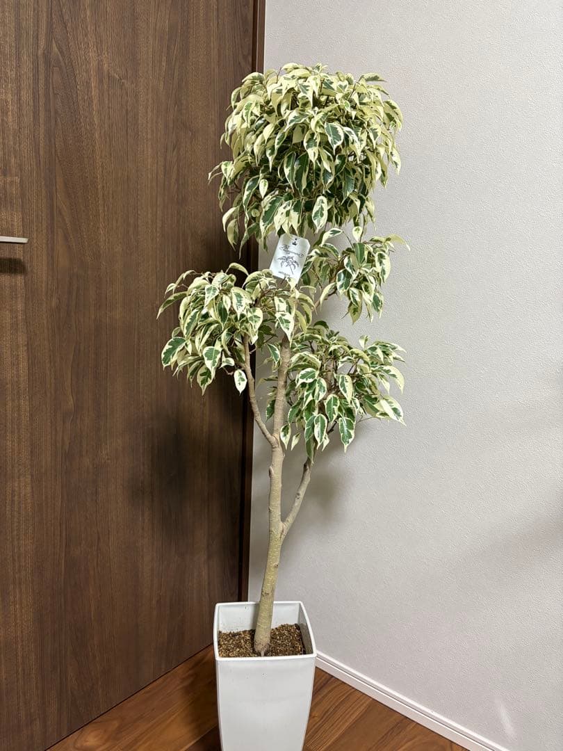 フィカス　ベンジャミン　スターライトビューティークイーン