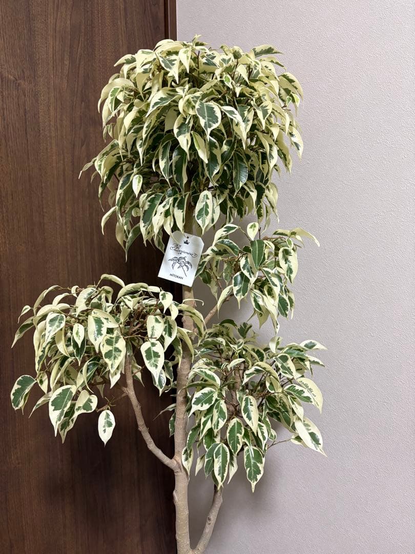 フィカス　ベンジャミン　スターライトビューティークイーン