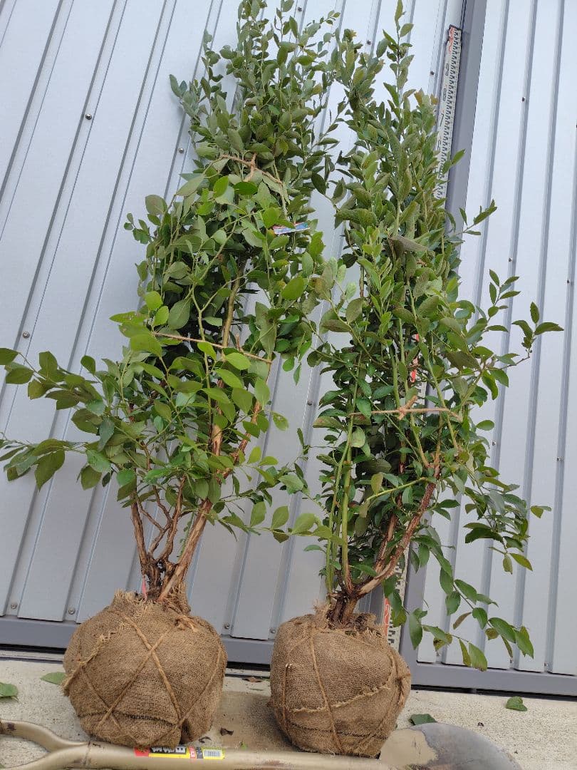 ブルーベリー苗パウダーブルー＆バルドウィン大苗2本セット