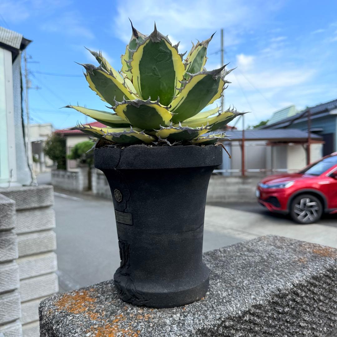 アガベ スナグルトゥース 28cmぐらい 海外購入高級鉢1点物 綺麗に洗える