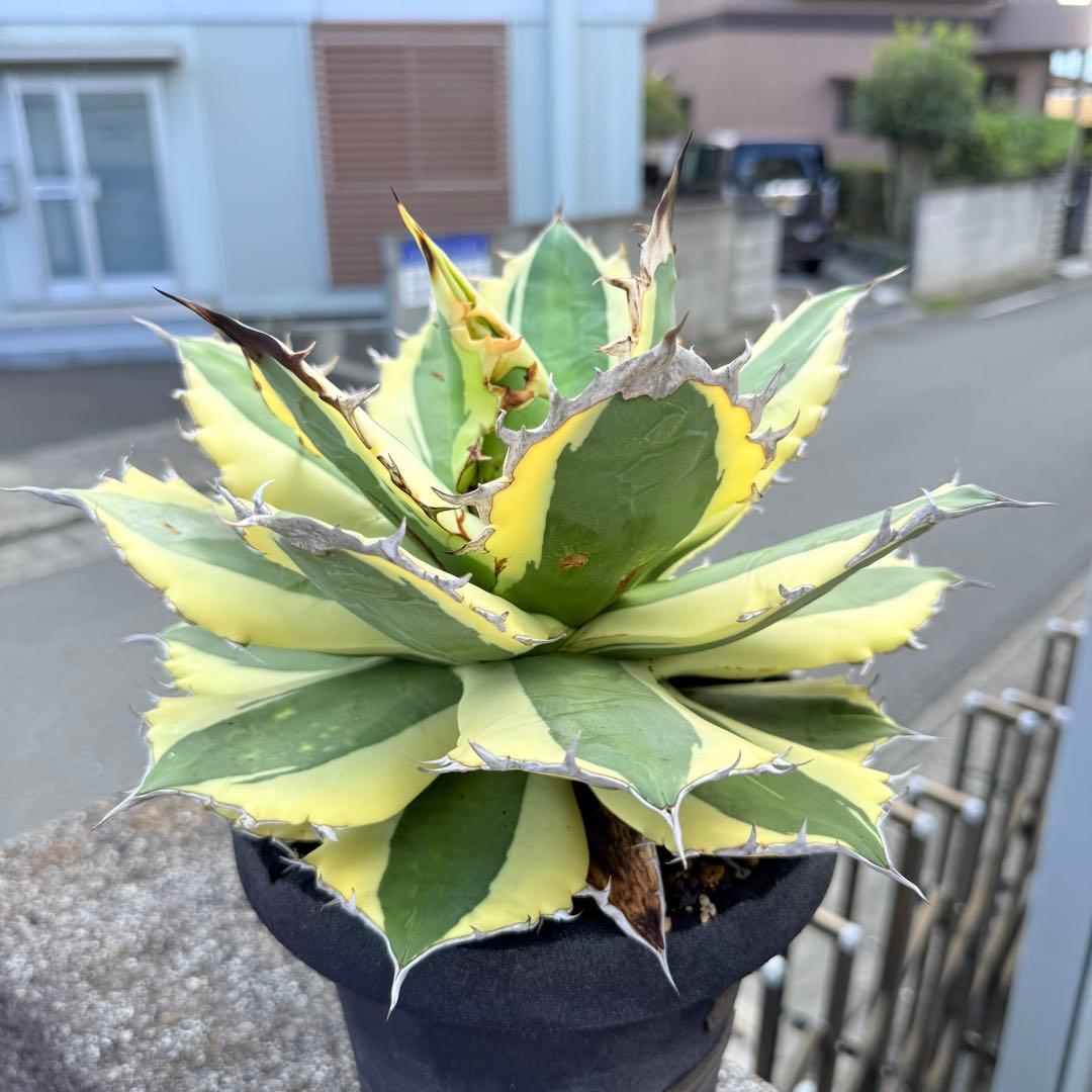 アガベ スナグルトゥース 28cmぐらい 海外購入高級鉢1点物 綺麗に洗える