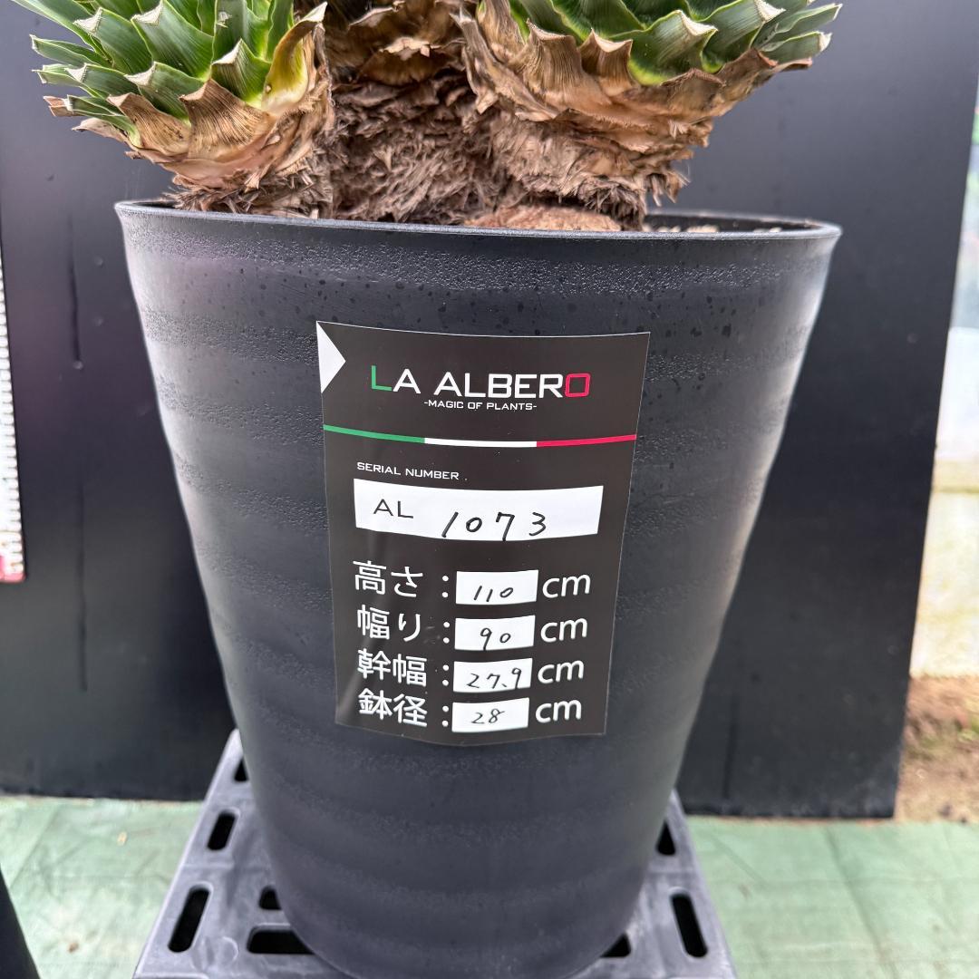 【AL1073】ユッカ　LA ALBERO　Ver.リギダ