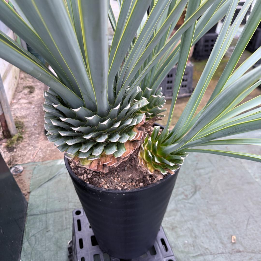 【AL1073】ユッカ　LA ALBERO　Ver.リギダ