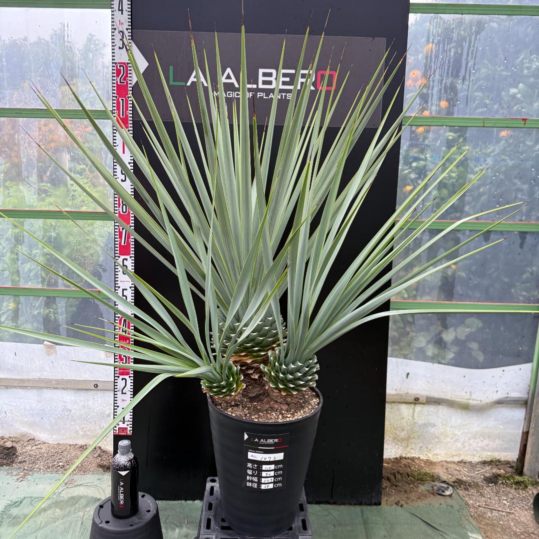 【AL1073】ユッカ　LA ALBERO　Ver.リギダ