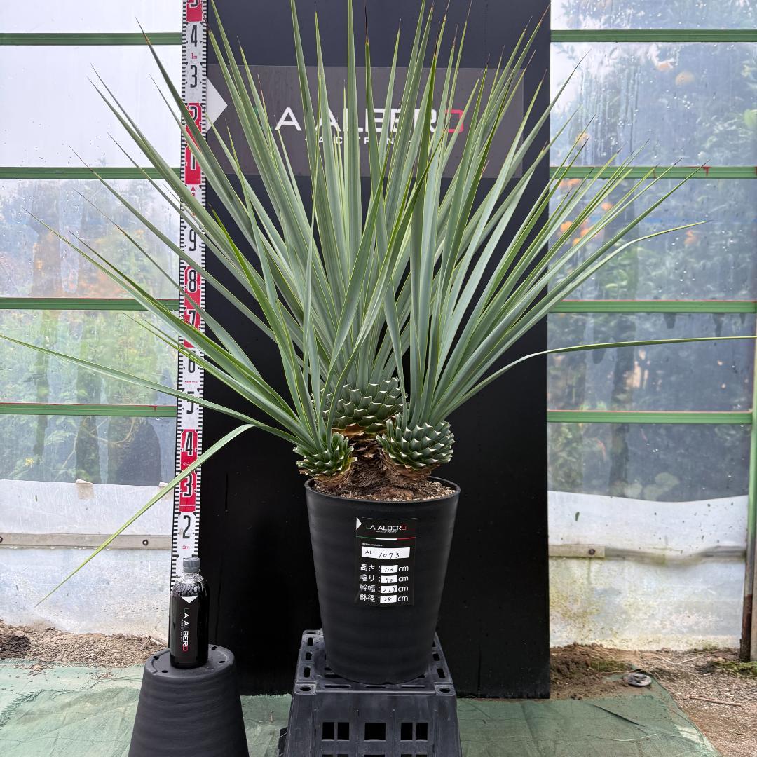 【AL1073】ユッカ　LA ALBERO　Ver.リギダ