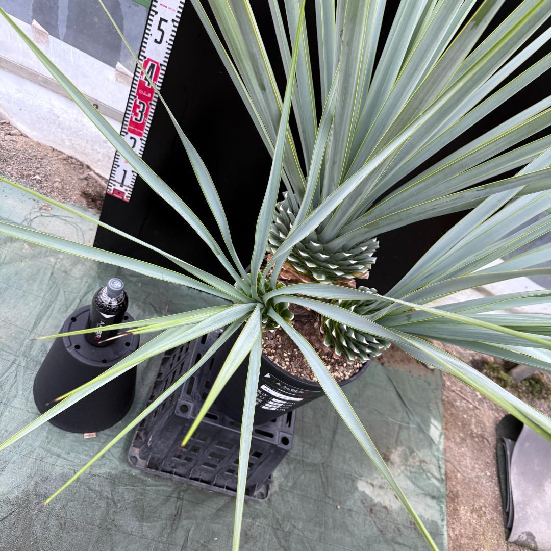 【AL1073】ユッカ　LA ALBERO　Ver.リギダ