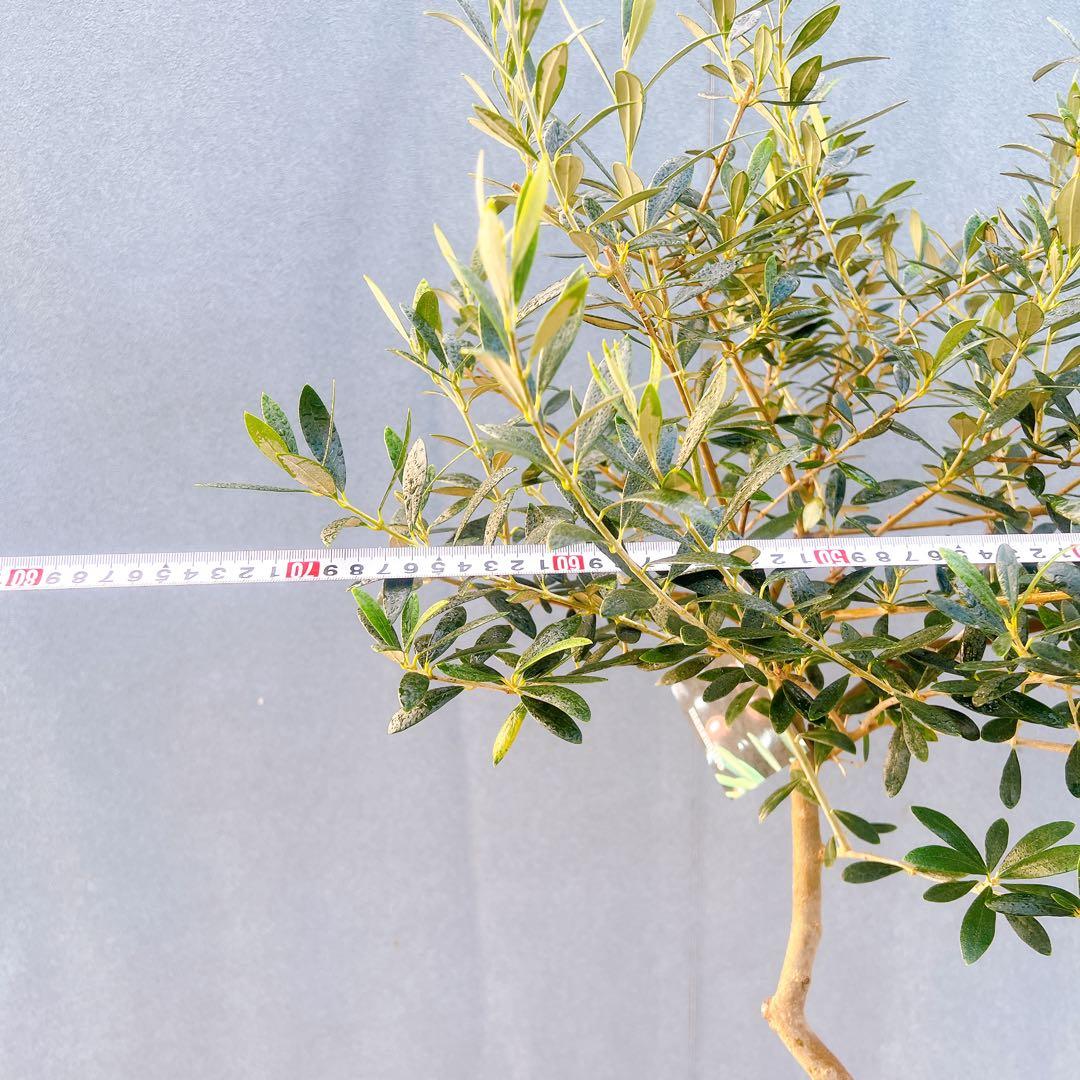 現品　創樹　オリーブの木　オリーブ　マンザニロ　8番　観葉植物　野外　希少　果樹