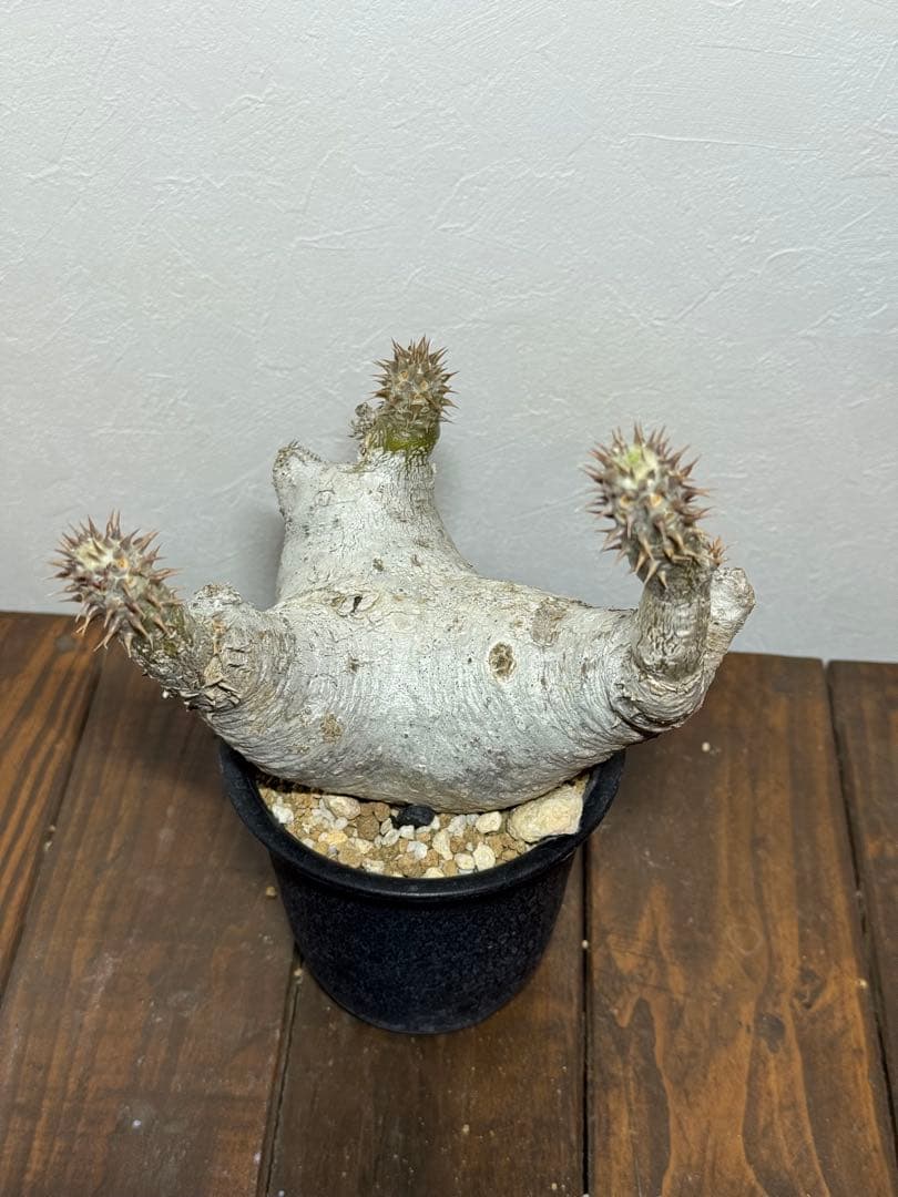 パキポディウム　デンシフローラム　発根済み　現地球