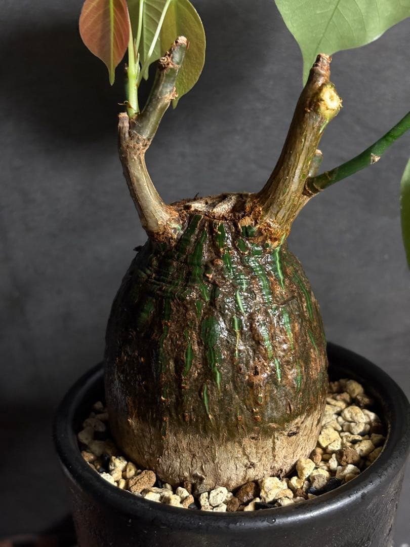 プセウド　ボンバックス　エリプティクム　塊根植物　コーデックス　抜き苗　良型