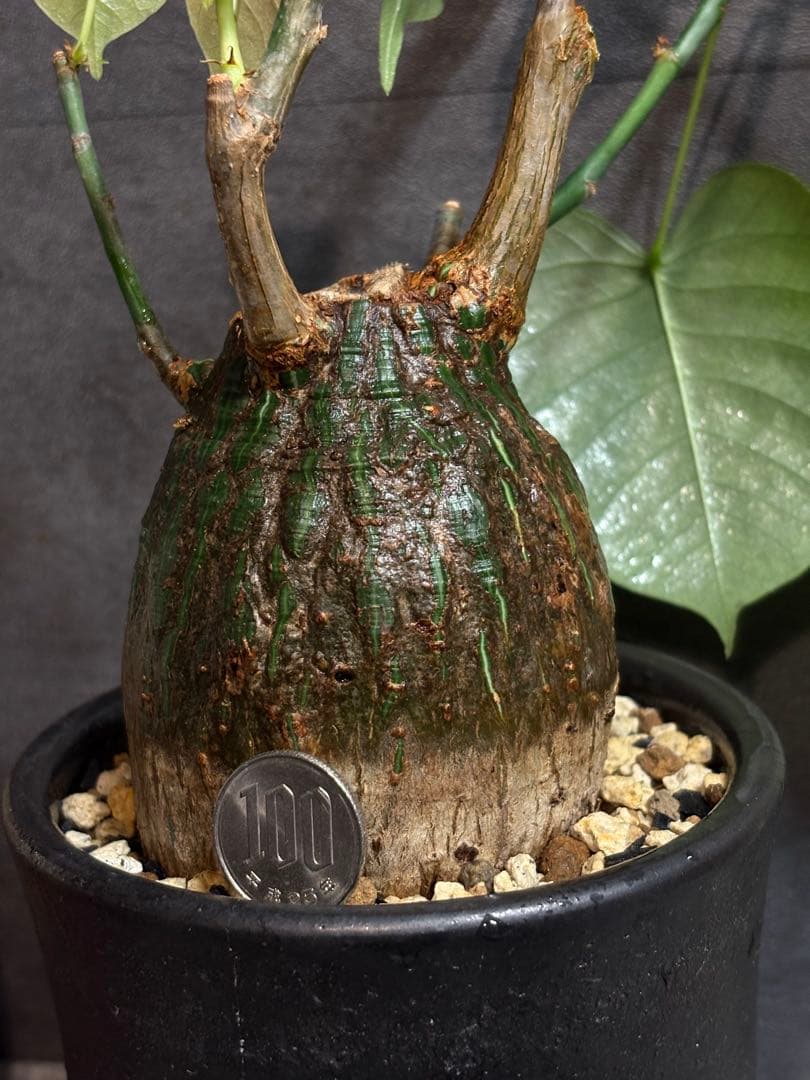 プセウド　ボンバックス　エリプティクム　塊根植物　コーデックス　抜き苗　良型