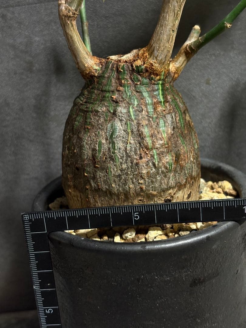 プセウド　ボンバックス　エリプティクム　塊根植物　コーデックス　抜き苗　良型