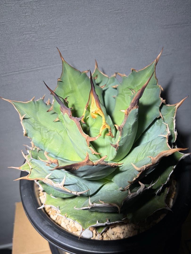 アガベ oaxaca 現地株 agave oteroi 現地球