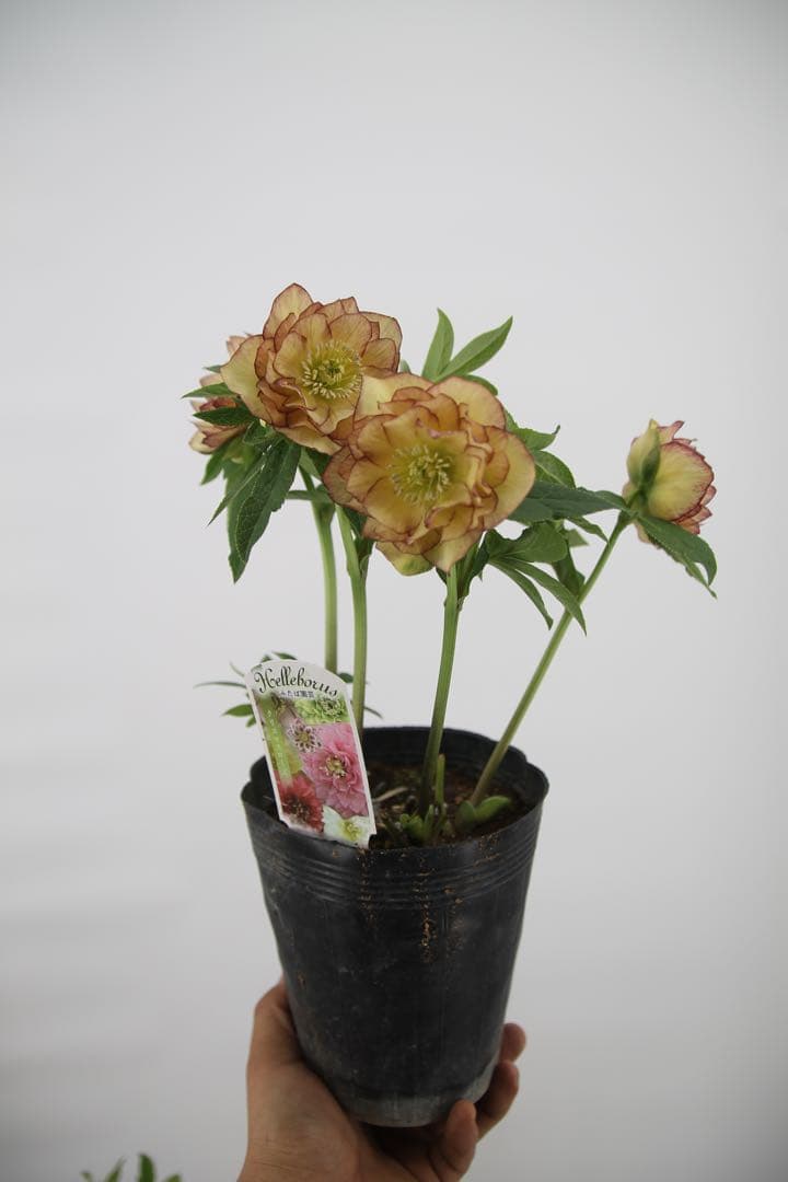 八重咲きクリスマスローズ　5ポットセット