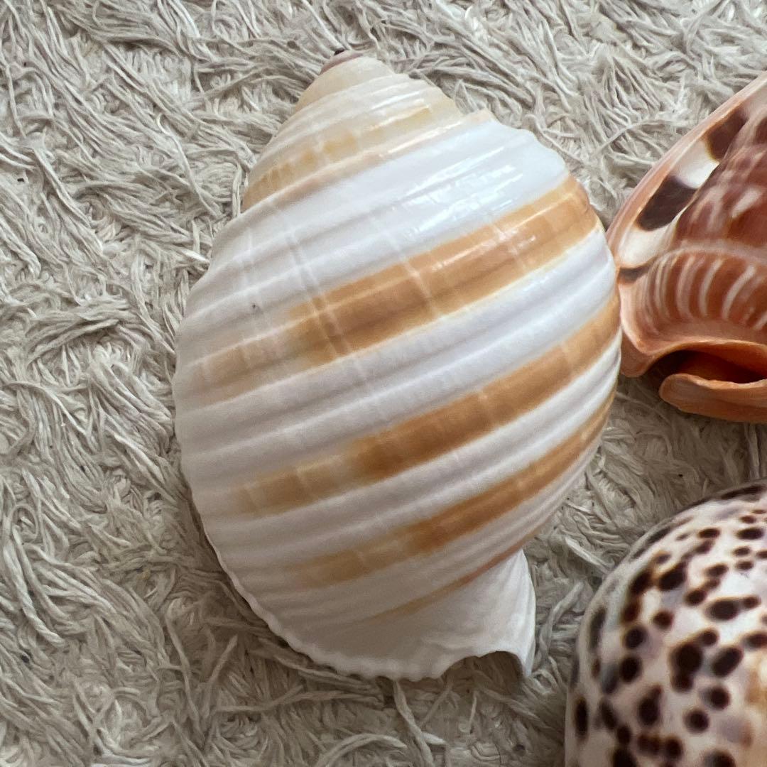 貝殻6個セット　万宝貝、クモ貝、ホシダカラ、ウラシマ、ミヤニシ貝