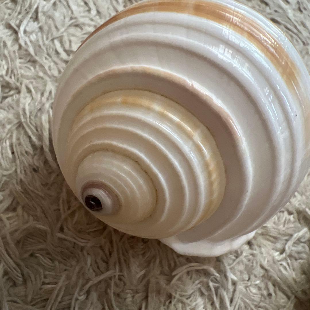 貝殻6個セット　万宝貝、クモ貝、ホシダカラ、ウラシマ、ミヤニシ貝