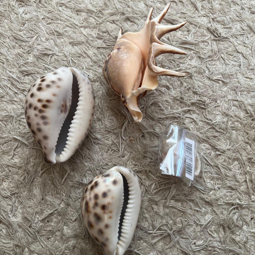 貝殻6個セット　万宝貝、クモ貝、ホシダカラ、ウラシマ、ミヤニシ貝