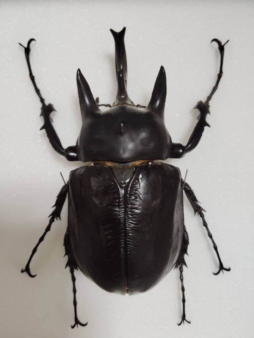 【アクティオンゾウカブトムシ】 アクティオン標本 　昆虫セット　オスメスペア