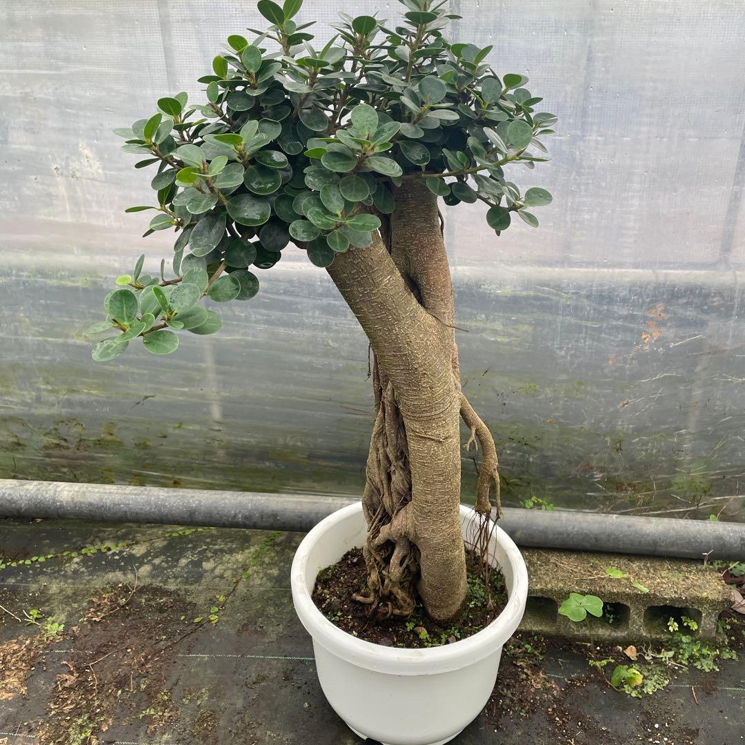 パンダガジュマル　コパンダ　接木　10号リン鉢