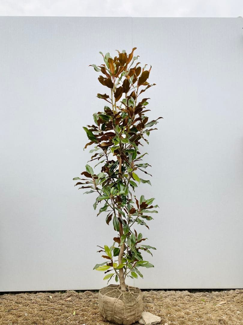 ケイパレス　/ 3