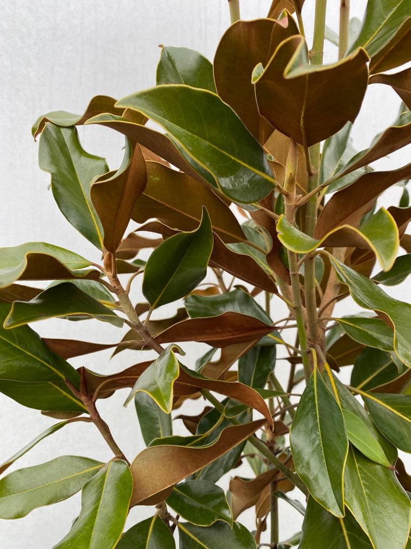 ケイパレス　/ 3