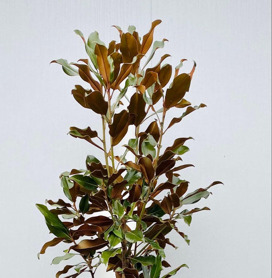 ケイパレス　/ 3