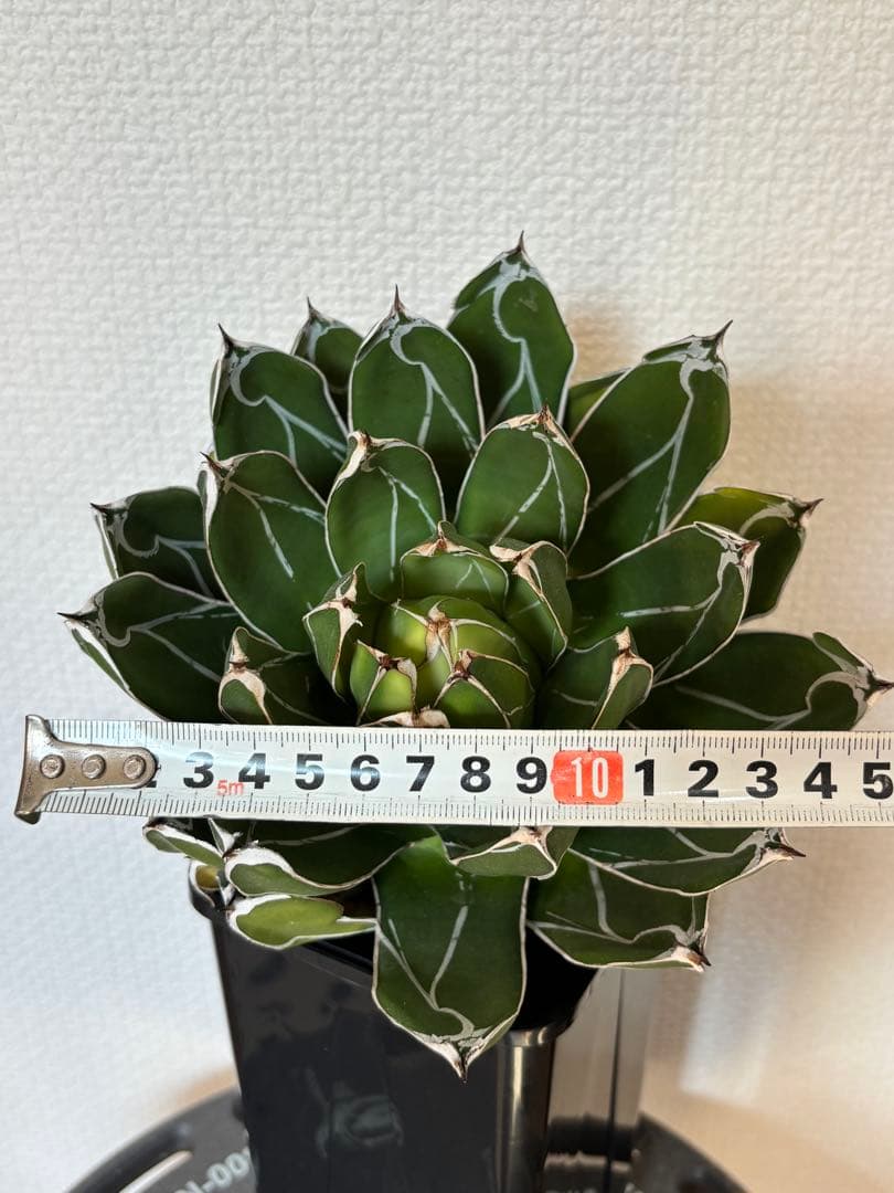 アガベ　笹の雪　ビクトリアレジーナ　ダルマ　ベアルート