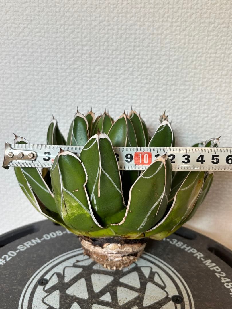 アガベ　笹の雪　ビクトリアレジーナ　ダルマ　ベアルート