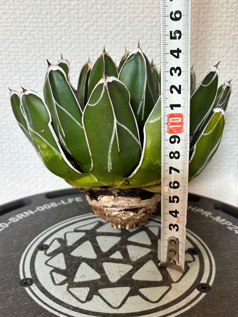 アガベ　笹の雪　ビクトリアレジーナ　ダルマ　ベアルート