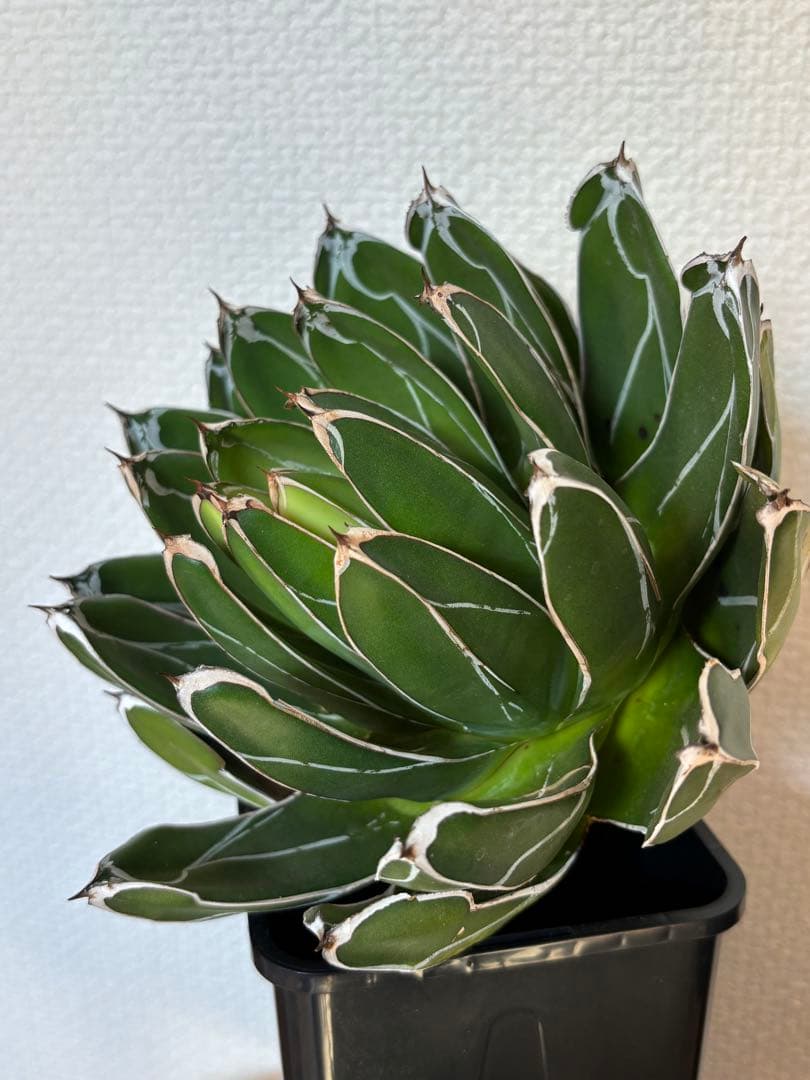 アガベ　笹の雪　ビクトリアレジーナ　ダルマ　ベアルート