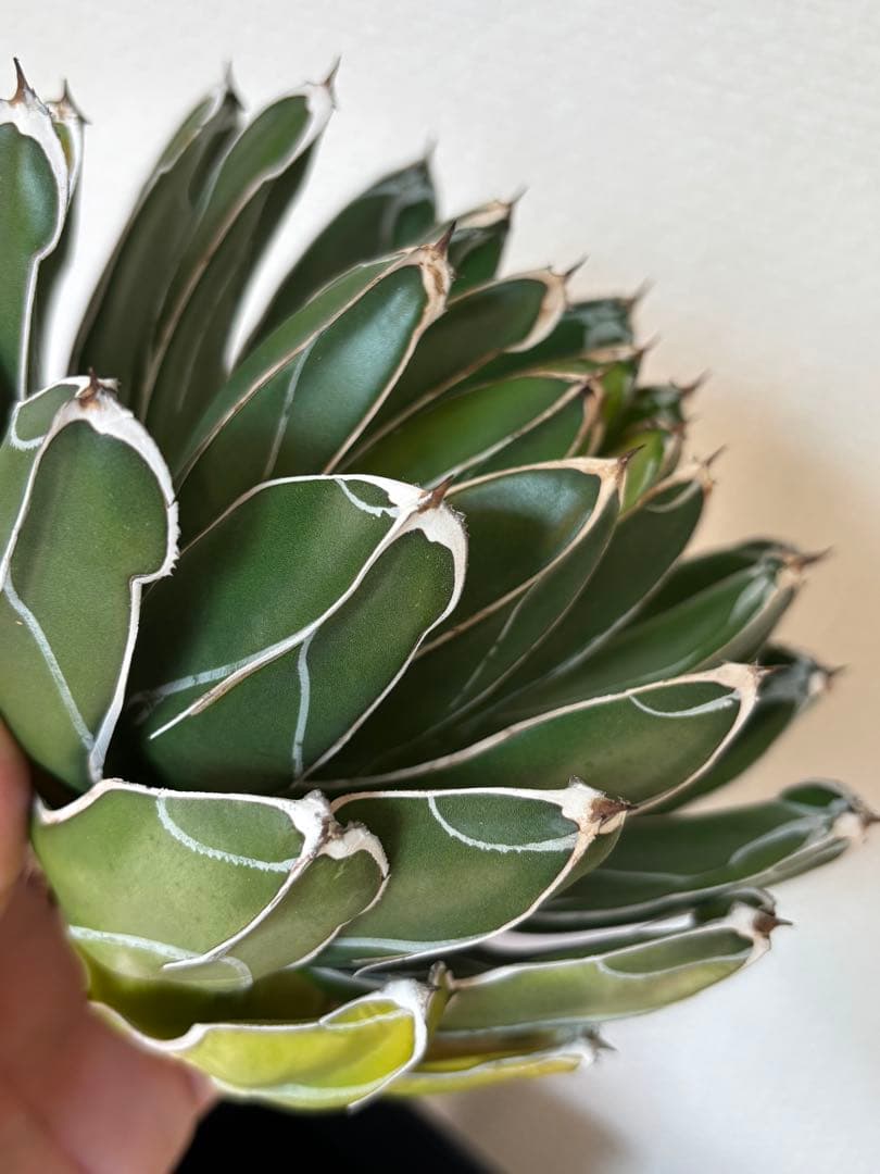 アガベ　笹の雪　ビクトリアレジーナ　ダルマ　ベアルート