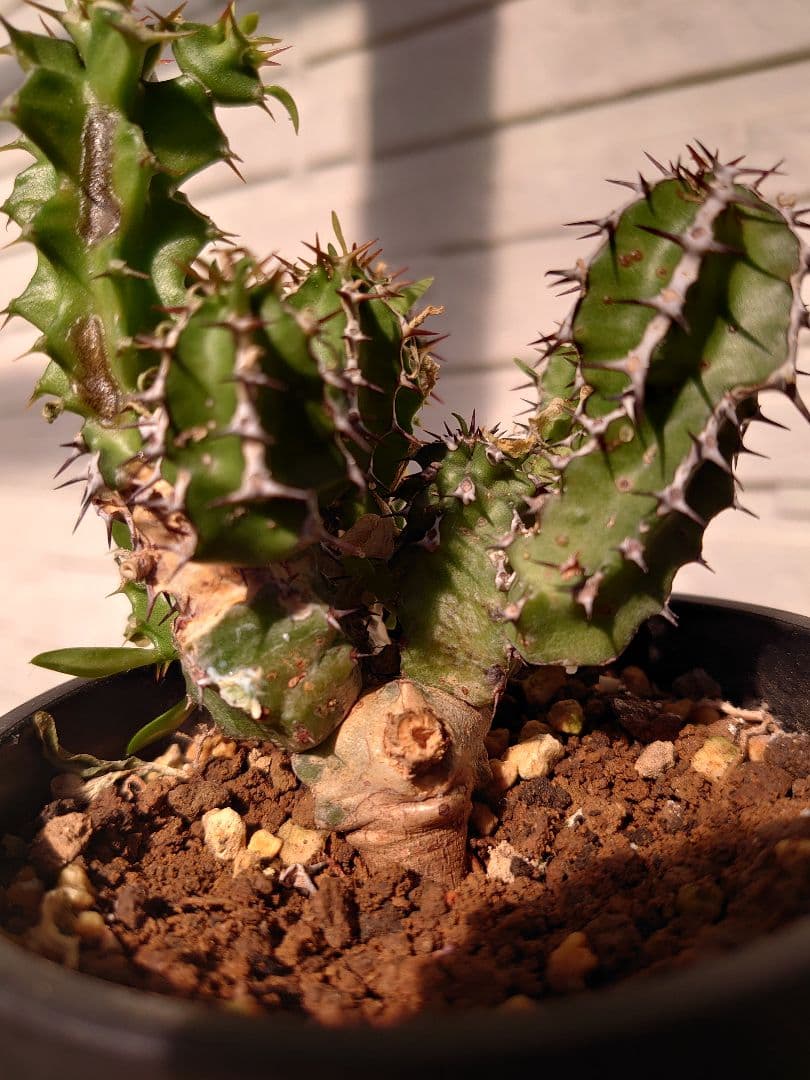 【さりお】ユーフォルビア ムランジーナ