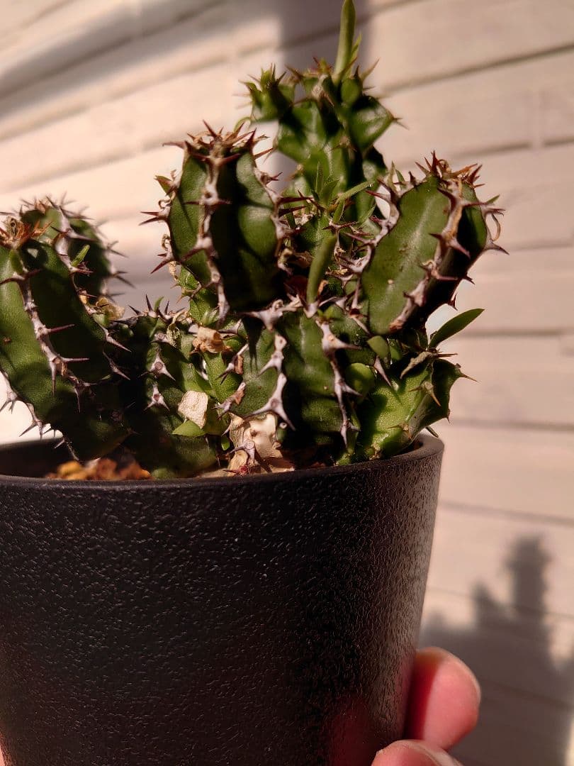 【さりお】ユーフォルビア ムランジーナ